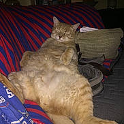 Squeakers is registered to the contest to win money with this photo: cat, orange_tabby, sleeping, relaxed, couch, blanket, striped, indoor, pet, feline, cozy, fur, paw, tail, resting, domestic_animal, bag, fabric, dim_lighting, home