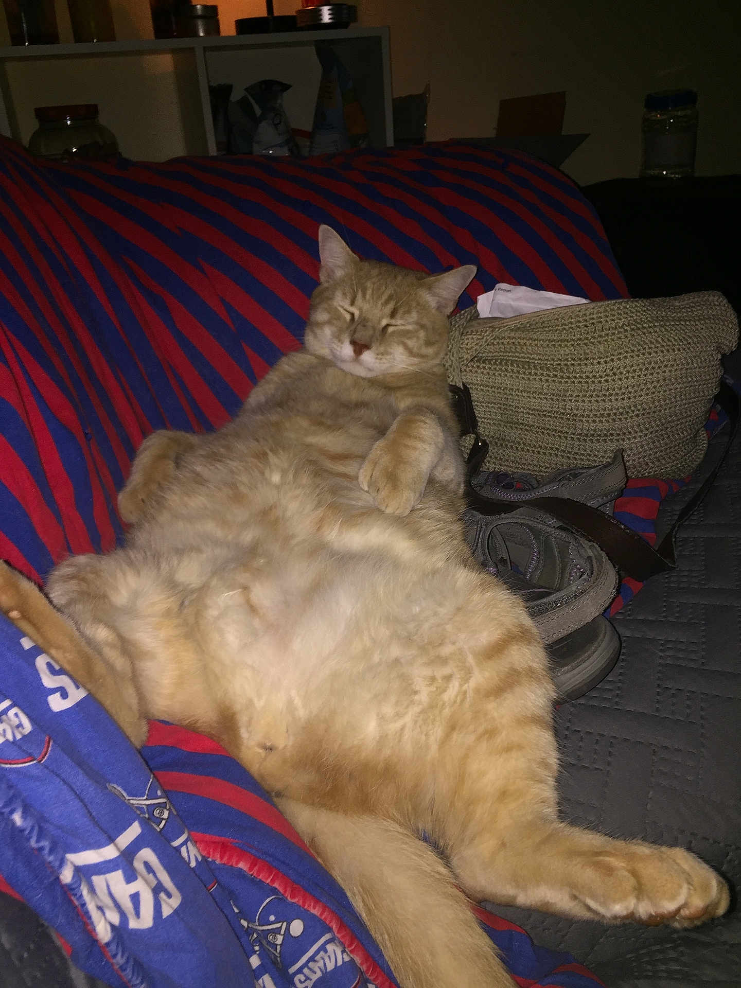Squeakers is registered to the contest to win money with this photo: cat, orange_tabby, sleeping, relaxed, couch, blanket, striped, indoor, pet, feline, cozy, fur, paw, tail, resting, domestic_animal, bag, fabric, dim_lighting, home
