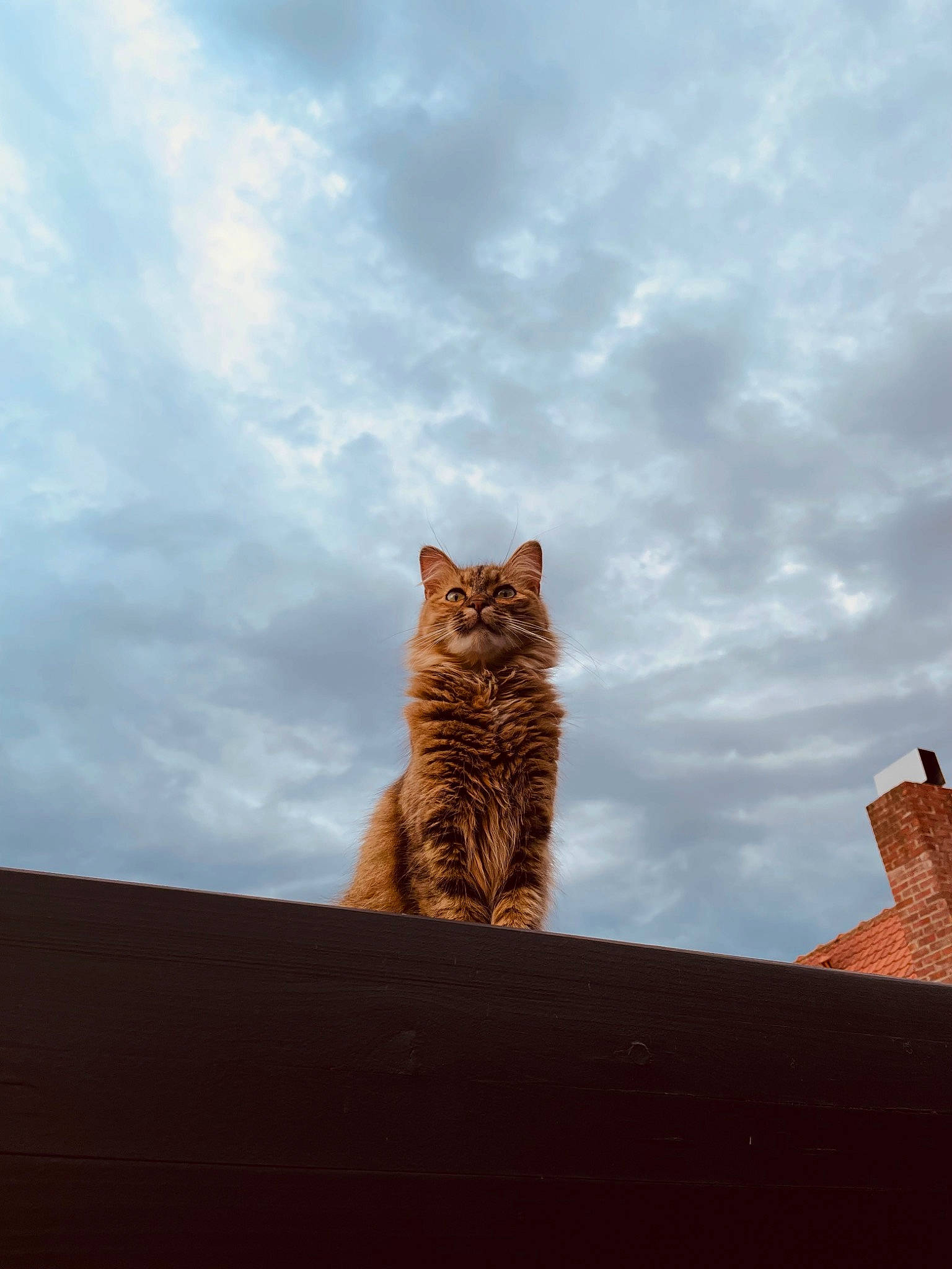 Mercredi participe au concours pour gagner de l'argent avec cette photo : carnivore, cat, cloud, cumulus, domestic_short_haired_cat, fawn, felidae, fur, grass, grey, plant, roof, sky, small_to_medium_sized_cats, snout, tail, terrestrial_animal, tree, whiskers, wood