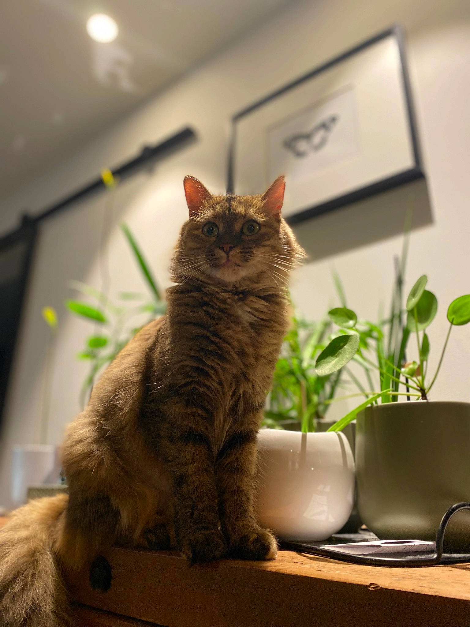 Mercredi participe au concours pour gagner de l'argent avec cette photo : carnivore, cat, domestic_short_haired_cat, fawn, felidae, flooring, flowerpot, fur, herb, houseplant, picture_frame, plant, room, small_to_medium_sized_cats, snout, tail, terrestrial_animal, whiskers, window, wood