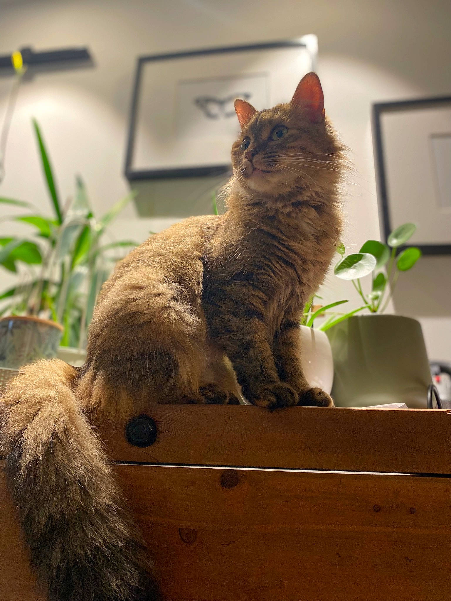 Mercredi a rejoint le concours — aidez-le/la à gagner de superbes lots ! box, carnivore, cat, claw, comfort, domestic_short_haired_cat, fawn, felidae, fur, houseplant, paw, picture_frame, plant, sitting, small_to_medium_sized_cats, snout, tail, whiskers, window, wood