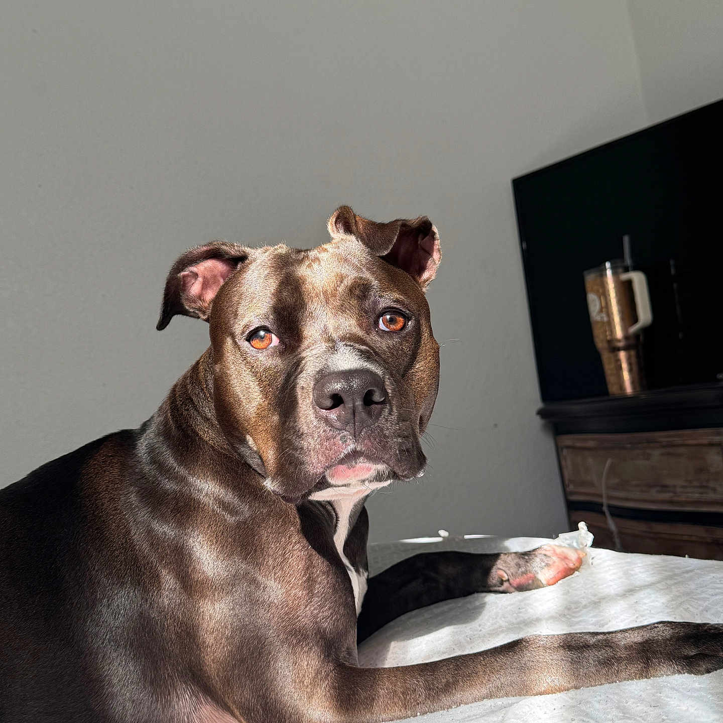 Kleo joined the competition — help win amazing prizes! animal, boxer, bulldog, canine, computerhardware, dog, electronics, entertainmentcenter, face, furniture, hardware, head, indoors, interiordesign, monitor, person, pet, pitbull, screen, tv