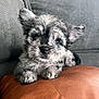 adorable, animal, companion, cozy, cushion, cute, dog, ears, face, fluffy, fur, home, indoor, looking, pet, puppy, resting, small, sofa, young