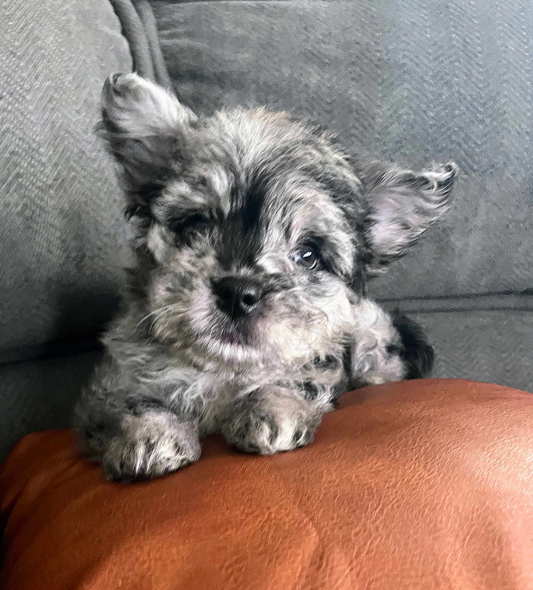 Obi Wan joined the competition — help win amazing prizes! adorable, animal, companion, cozy, cushion, cute, dog, ears, face, fluffy, fur, home, indoor, looking, pet, puppy, resting, small, sofa, young