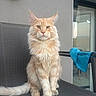 cat, orange_cat, fluffy, longhaired, maine_coon, pet, animal, sitting, portrait, whiskers, ears, tail, fur, indoors, patio, chair, window, blue_towel, gray_wall, photography