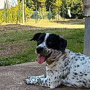 Oreo participe au concours pour gagner de l'argent avec cette photo : dog, canine, spotted_coat, black_and_white, tongue_out, lying_down, outdoor, patio, garden, grass, trees, sunlight, fence, laundry, lamp_post, concrete, pet, happy, portrait, summer