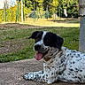 dog, canine, spotted_coat, black_and_white, tongue_out, lying_down, outdoor, patio, garden, grass, trees, sunlight, fence, laundry, lamp_post, concrete, pet, happy, portrait, summer