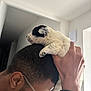 Oreo a rejoint le concours — aidez-le/la à gagner de superbes lots ! accessories, adult, animal, bodypart, canine, cat, doctor, dog, face, finger, glasses, hand, head, hound, male, man, person, pet, photography, puppy