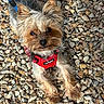 dog, yorkshire_terrier, pet, leash, harness, outdoor, gravel, small_dog, fur, animal, cute, looking_up, walking, daylight, closeup, canine, adorable, companion, playful, nature