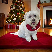 Leia joined the competition — help win amazing prizes! dog, white_dog, christmas_tree, christmas_decorations, fireplace, red_mat, holiday, festive, indoor, wooden_floor, ornaments, lights, smiling_dog, pet, cozy, decor, gift_boxes, living_room, cute, happy