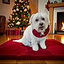 dog, white_dog, christmas_tree, christmas_decorations, fireplace, red_mat, holiday, festive, indoor, wooden_floor, ornaments, lights, smiling_dog, pet, cozy, decor, gift_boxes, living_room, cute, happy