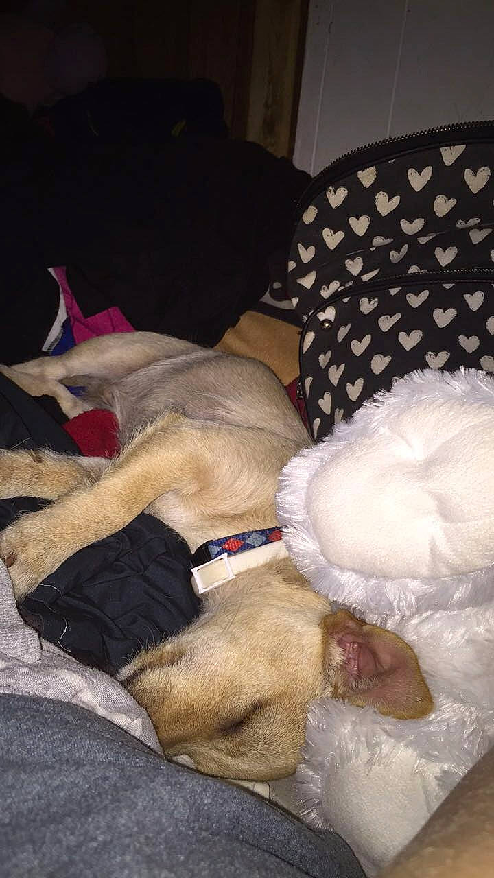 Skippy joined the competition — help win amazing prizes! canidae, carnivore, comfort, companion_dog, dog, dog_breed, dog_supply, fawn, felidae, fur, human_leg, lap, linens, mammal, nap, paw, room, sleep, sporting_group, tail