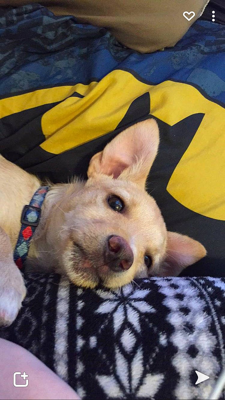 Skippy joined the competition — help win amazing prizes! bed, canidae, carnivore, comfort, companion_dog, dog, dog_breed, dog_clothes, dog_supply, ear, fawn, pattern, paw, selfie, snout, sporting_group, textile, toy_dog, whiskers, working_animal