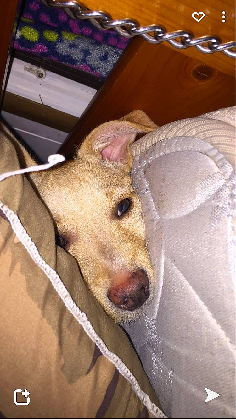 Skippy joined the competition — help win amazing prizes! animal_shelter, box, canidae, carnivore, comfort, companion_dog, dog, dog_breed, domestic_pig, fawn, non_sporting_group, room, service, shipping_box, snout, sporting_group, suidae, terrestrial_animal, whiskers, working_animal