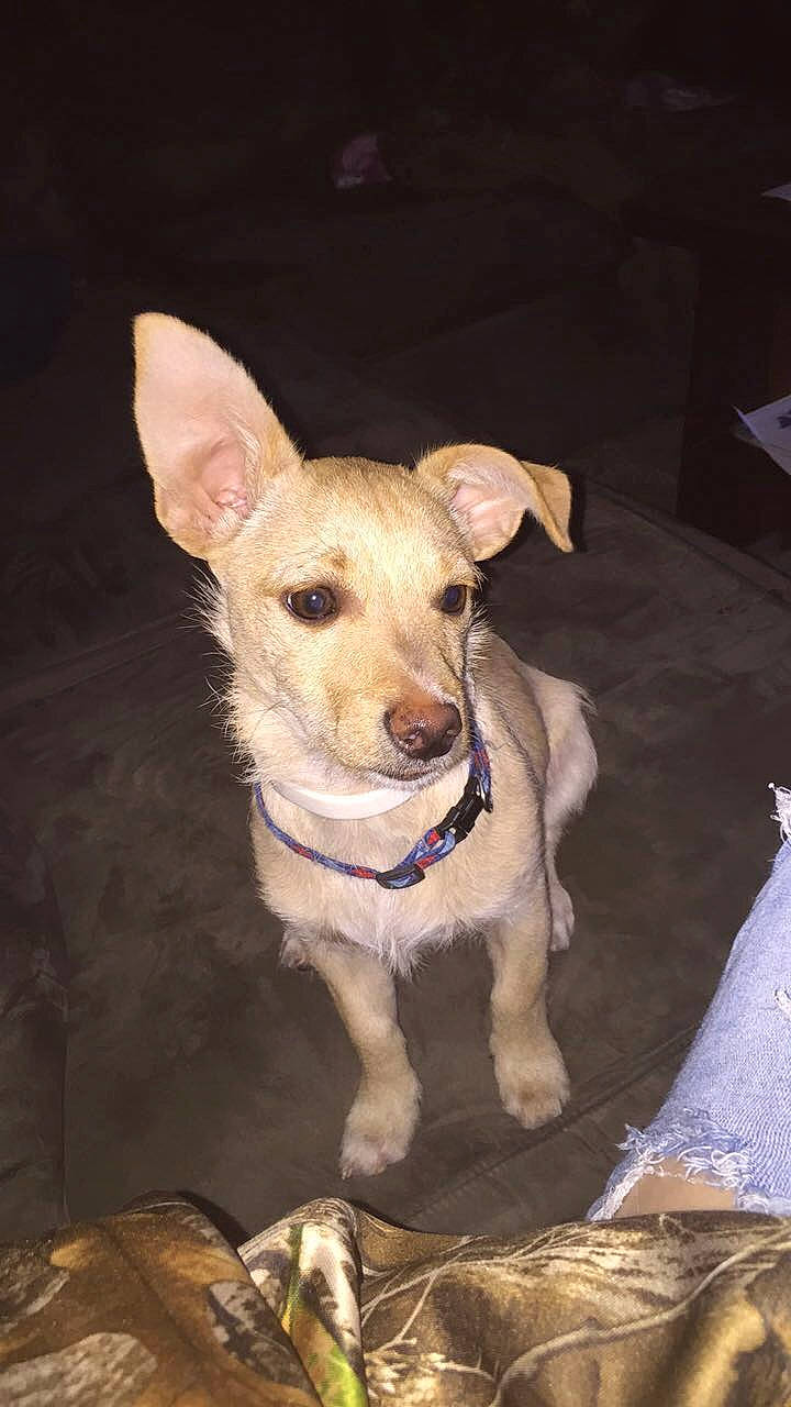 Skippy is registered to the contest to win money with this photo: canidae, carnivore, collar, companion_dog, dog, dog_breed, dog_collar, dog_supply, fawn, non_sporting_group, snout, sporting_group, toy_dog, whiskers, wood, working_animal, working_dog