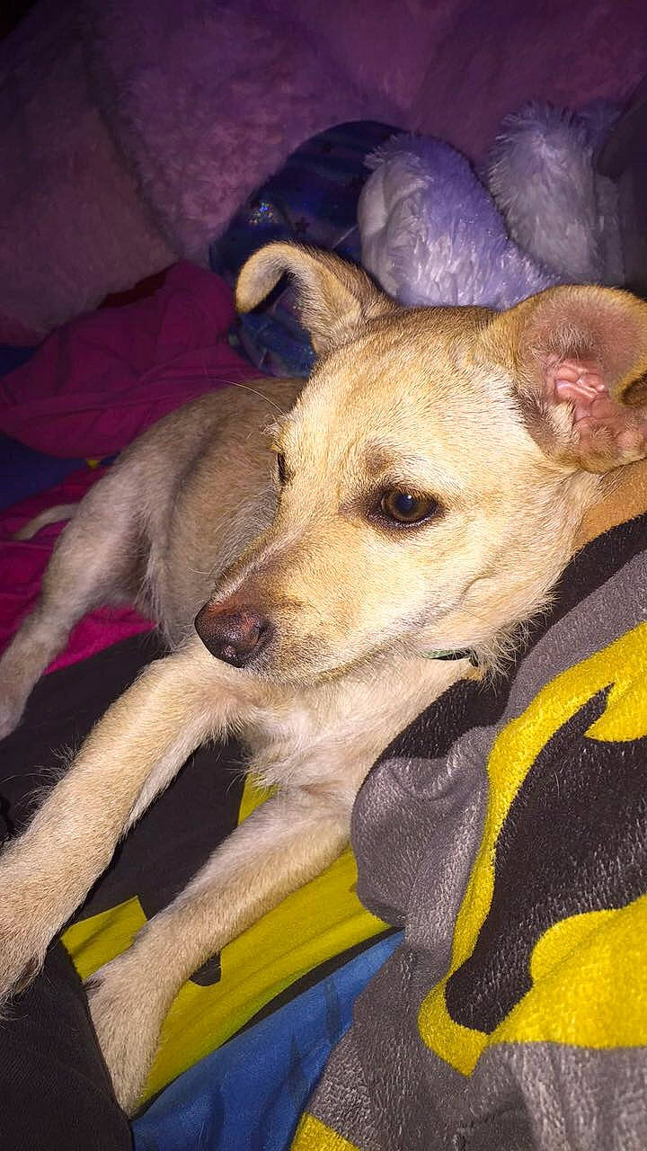 Skippy is registered to the contest to win money with this photo: canidae, carnivore, comfort, companion_dog, dog, dog_breed, dog_supply, fawn, fur, jaw, magyar_agar, non_sporting_group, paw, sighthound, snout, sporting_group, tail, terrestrial_animal, whiskers, working_animal