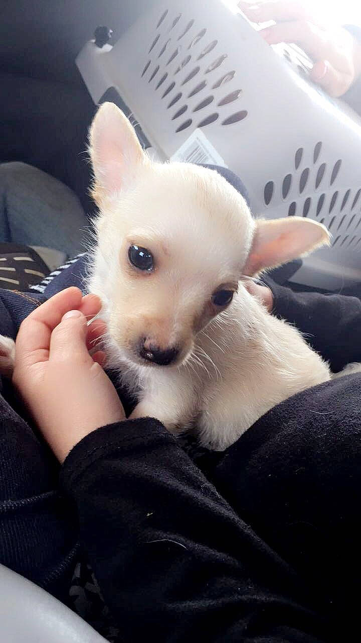 Skippy joined the competition — help win amazing prizes! canidae, carnivore, comfort, companion_dog, dog, dog_breed, fur, kitchen_utensil, nail, non_sporting_group, puppy_love, skin, snout, toy_dog, vertebrate, whiskers, white, working_animal