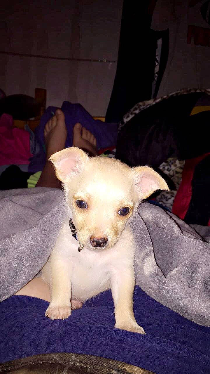 Skippy joined the competition — help win amazing prizes! canidae, carnivore, comfort, companion_dog, couch, dog, dog_breed, dog_supply, fawn, linens, living_room, non_sporting_group, pet_supply, slipcover, small_terrier, snout, sporting_group, terrier, toy_dog, working_animal