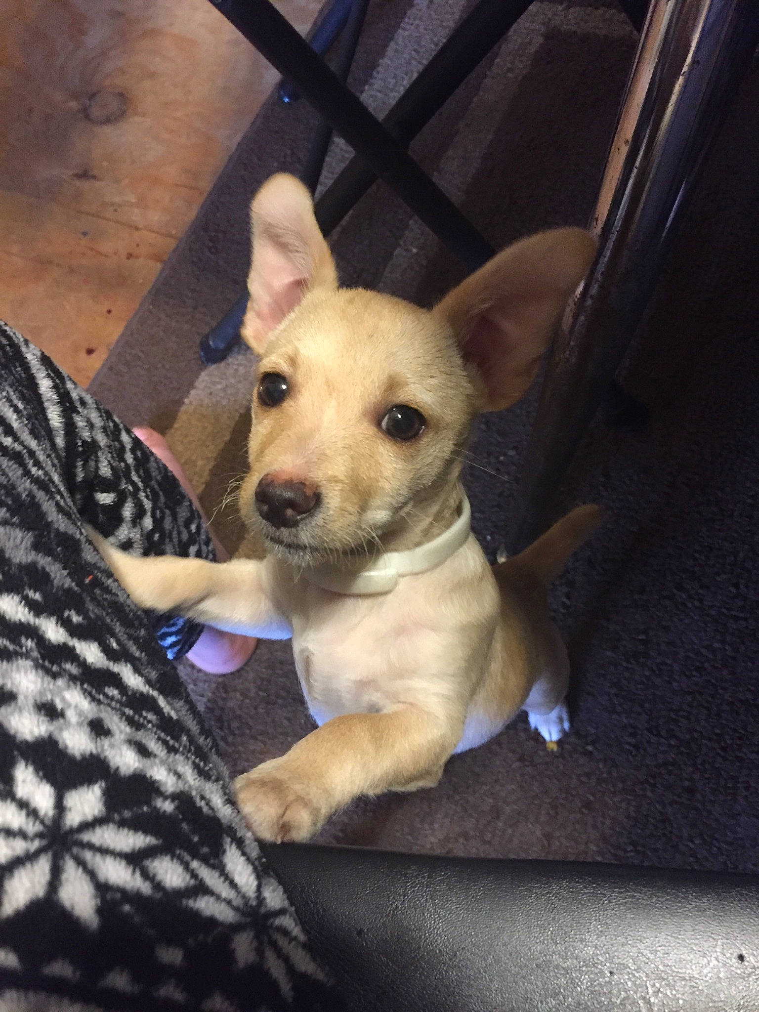 Skippy is registered to the contest to win money with this photo: canidae, carnivore, collar, comfort, companion_dog, dog, dog_breed, dog_supply, fawn, mammal, paw, pet_supply, snout, sporting_group, whiskers, working_animal