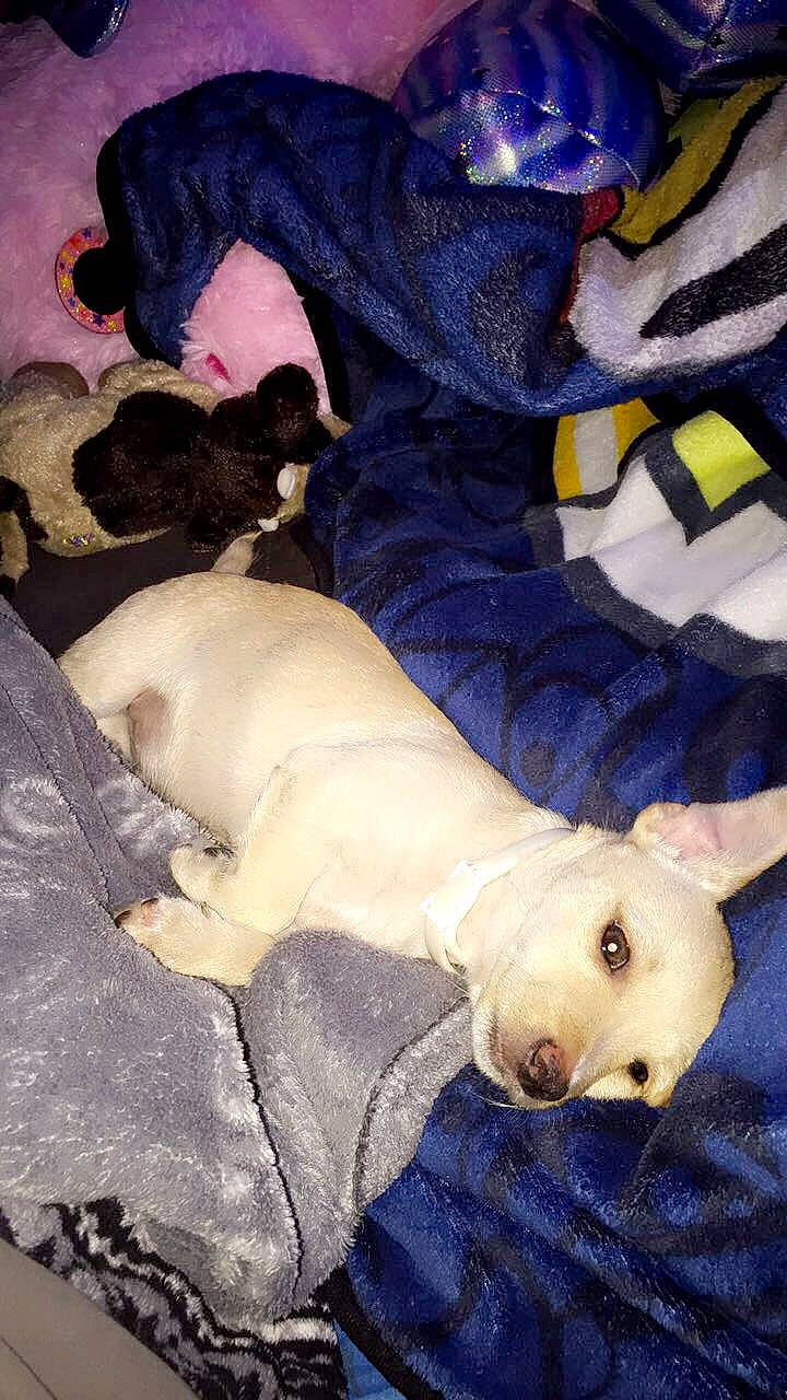 Skippy is registered to the contest to win money with this photo: canidae, carnivore, cobalt_blue, companion_dog, dog, dog_breed, fur, paw, purple, snout, terrestrial_animal, vertebrate, violet, working_animal