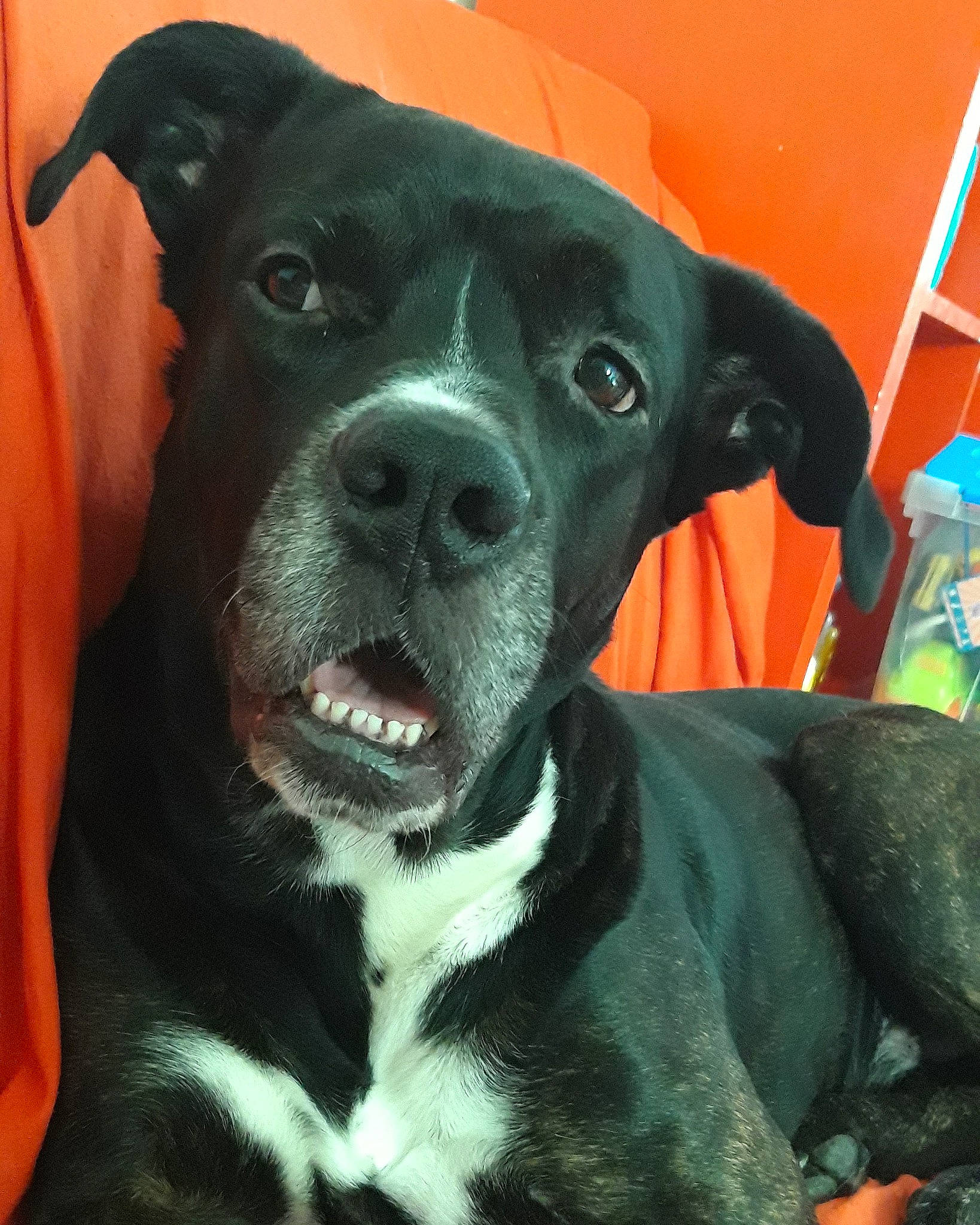 Sanka a rejoint le concours — aidez-le/la à gagner de superbes lots ! borador, canidae, carnivore, collar, companion_dog, dog, dog_breed, dog_collar, ear, fang, fawn, fur, non_sporting_group, pet_supply, snout, sporting_group, terrestrial_animal, whiskers, working_animal, working_dog