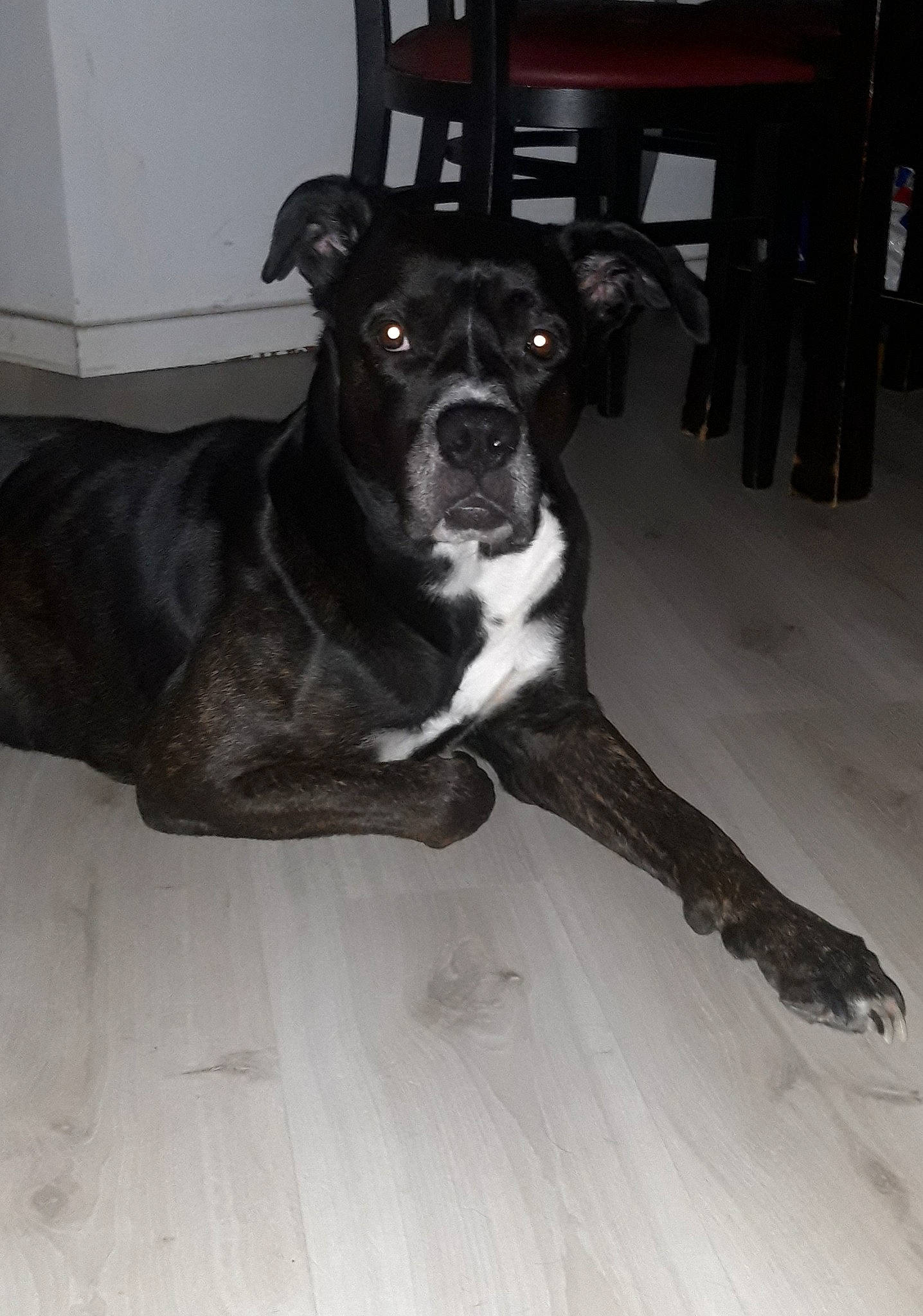 Sanka participe au concours pour gagner de l'argent avec cette photo : borador, canidae, carnivore, chair, companion_dog, dog, dog_breed, fawn, floor, flooring, fur, hardwood, snout, sporting_group, table, tail, whiskers, wood, wood_flooring, working_animal