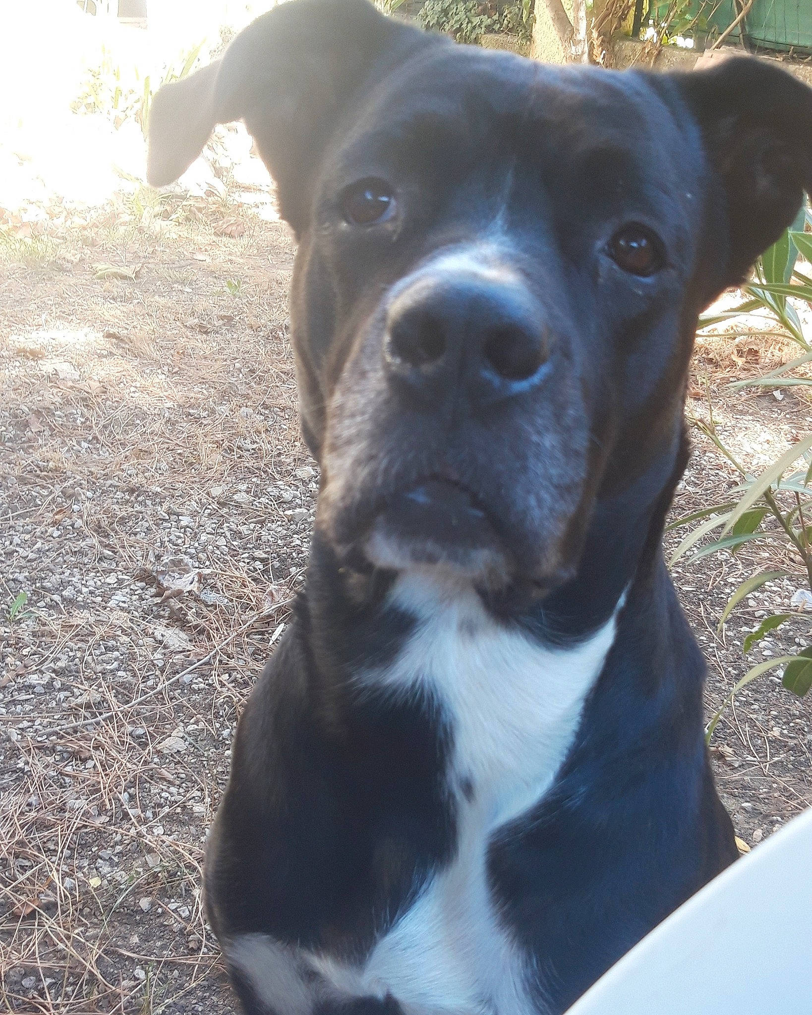 Sanka a rejoint le concours — aidez-le/la à gagner de superbes lots ! borador, canidae, canis_panther, carnivore, collar, companion_dog, dog, dog_breed, dog_collar, electric_blue, fawn, grass, light, pet_supply, plant, sporting_group, terrestrial_animal, whiskers, working_animal, working_dog