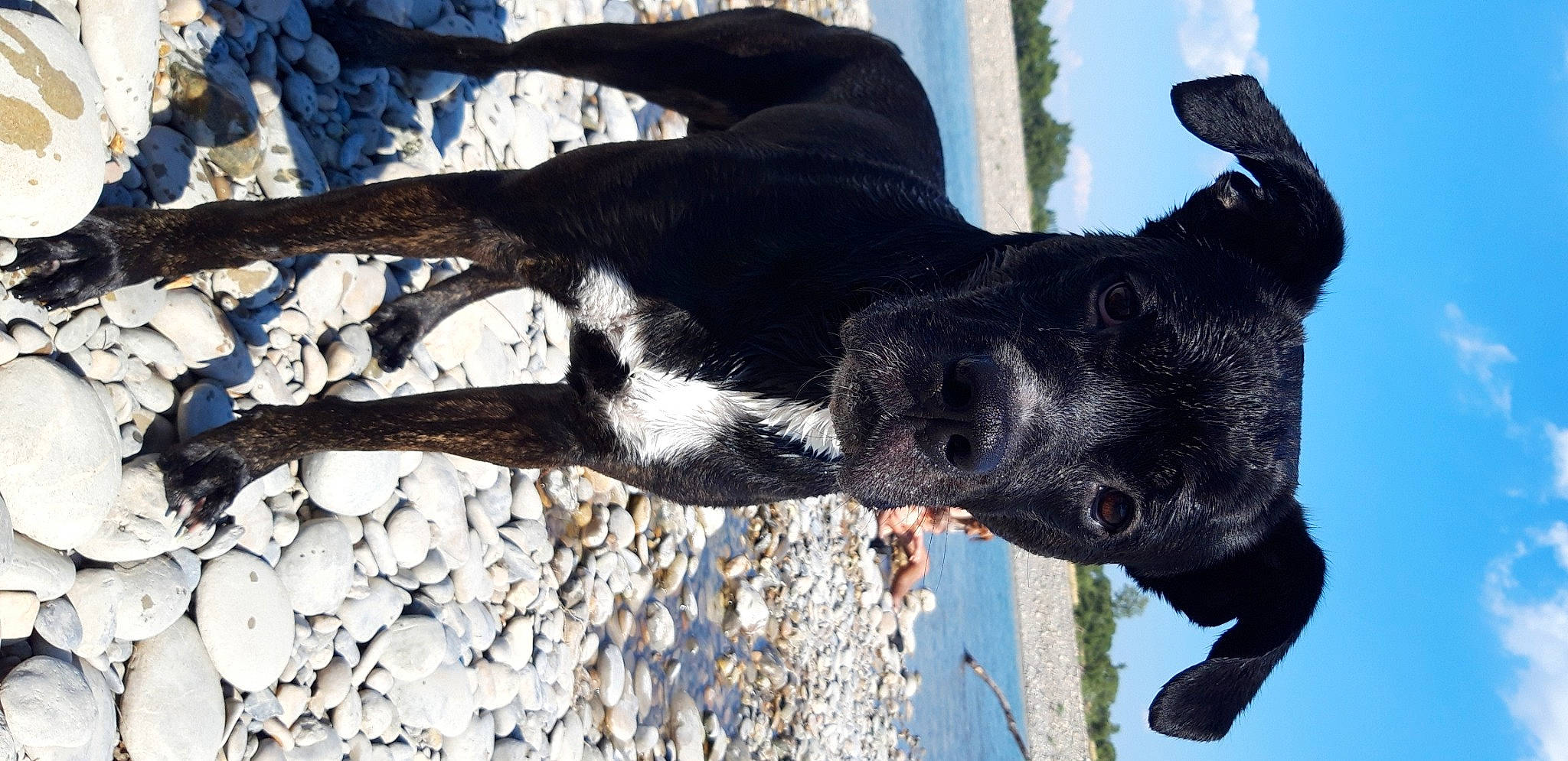 Sanka a rejoint le concours — aidez-le/la à gagner de superbes lots ! canidae, carnivore, collar, companion_dog, dog, dog_breed, dog_collar, fawn, fur, gesture, great_dane, guard_dog, plant, sky, snout, sporting_group, tail, tree, water, working_animal