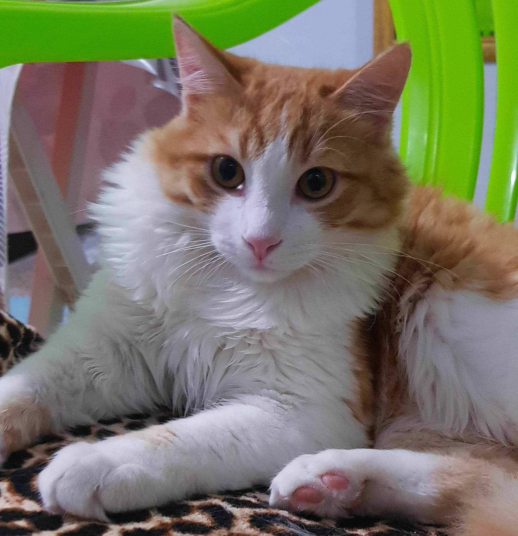 Smoky participe au concours pour gagner de l'argent avec cette photo : carnivore, cat, claw, comfort, domestic_short_haired_cat, eye, fawn, felidae, foot, fur, gesture, iris, paw, photo_caption, sitting, small_to_medium_sized_cats, snout, tail, whiskers