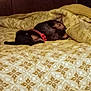 Daisy Mae is registered to the contest to win money with this photo: dog, sleeping, bed, blanket, collar, pet, indoor, cozy, resting, fur, animal, small_dog, pattern, yellow, comfort, domestic, cute, relaxation, canine, bedspread