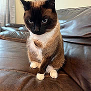 Georgie joined the competition — help win amazing prizes! cat, siamese_cat, pet, animal, feline, indoor, couch, leather, brown, white_paws, blue_eyes, sitting, fur, whiskers, ears, home, living_room, furniture, cute, portrait