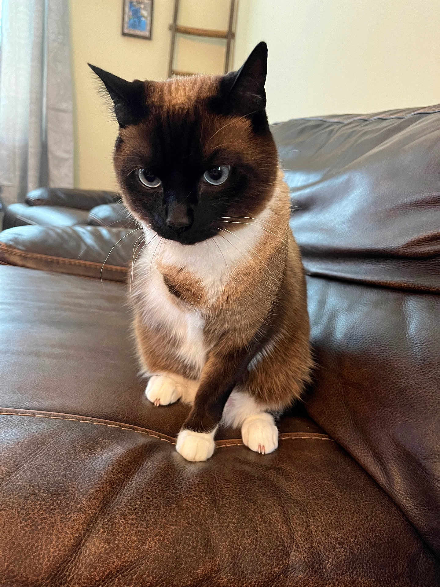 Georgie joined the competition — help win amazing prizes! cat, siamese_cat, pet, animal, feline, indoor, couch, leather, brown, white_paws, blue_eyes, sitting, fur, whiskers, ears, home, living_room, furniture, cute, portrait