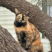 Bitty is registered to the contest to win money with this photo: cat, tortoiseshell, tree, branch, outdoor, animal, pet, fur, whiskers, ears, eyes, nature, curious, perched, wildlife, mammal, closeup, alert, background, daylight