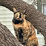 cat, tortoiseshell, tree, branch, outdoor, animal, pet, fur, whiskers, ears, eyes, nature, curious, perched, wildlife, mammal, closeup, alert, background, daylight