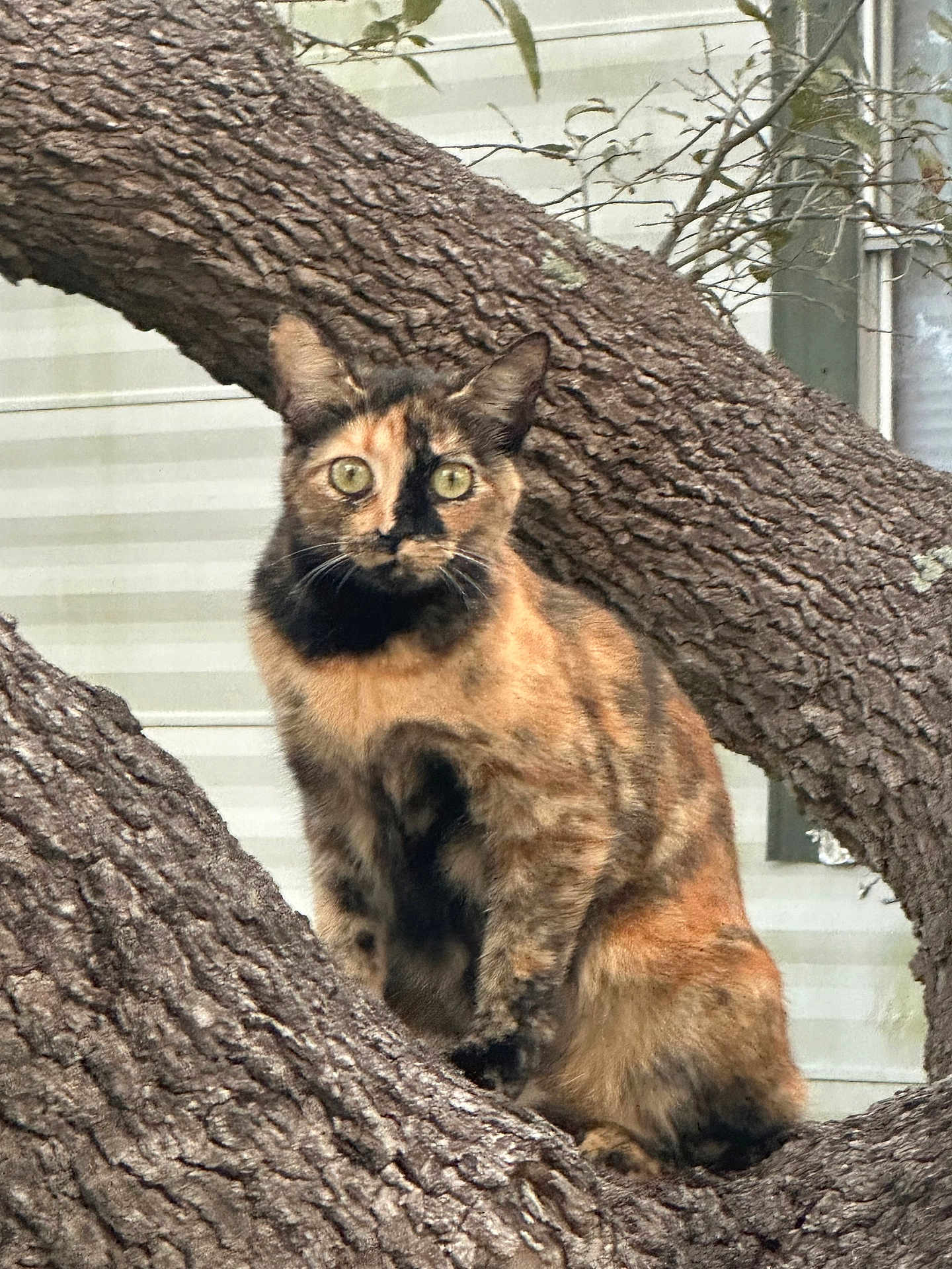 Bitty is registered to the contest to win money with this photo: cat, tortoiseshell, tree, branch, outdoor, animal, pet, fur, whiskers, ears, eyes, nature, curious, perched, wildlife, mammal, closeup, alert, background, daylight