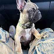 Gizmo is registered to the contest to win money with this photo: puppy, dog, french_bulldog, car_interior, denim, jeans, sneakers, collar, ears, face, pet, young_dog, legs, seated, looking_sideways, cute, animal, domestic_animal, close_up, companion