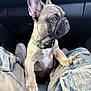 puppy, dog, french_bulldog, car_interior, denim, jeans, sneakers, collar, ears, face, pet, young_dog, legs, seated, looking_sideways, cute, animal, domestic_animal, close_up, companion