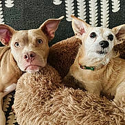Martin Otis Jenkins joined the competition — help win amazing prizes! dogs, canine, pets, animal, portrait, indoors, couch, dog_bed, blanket, fluffy, brown_dog, white_dog, tan_dog, pointed_ears, collar, lying_down, relaxed, staring, close_up, home_decor