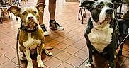 Martin Otis Jenkins joined the competition — help win amazing prizes! dogs, dog, canine, pet, animal, sitting, indoors, restaurant, cafe, tiled_floor, collar, leash, brown_dog, black_and_white_dog, white_chest, large_dog, small_dog, portrait, funny, background_chairs