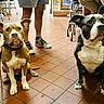 dogs, dog, canine, pet, animal, sitting, indoors, restaurant, cafe, tiled_floor, collar, leash, brown_dog, black_and_white_dog, white_chest, large_dog, small_dog, portrait, funny, background_chairs