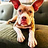 Martin Otis Jenkins is registered to the contest to win money with this photo: dog, puppy, pet, portrait, close_up, sitting, lying_down, couch, indoors, home, brown_fur, white_chest, large_ears, floppy_ears, paws, serious_expression, looking_at_camera, soft_lighting, cozy, animal