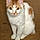 Mr. Whiskers