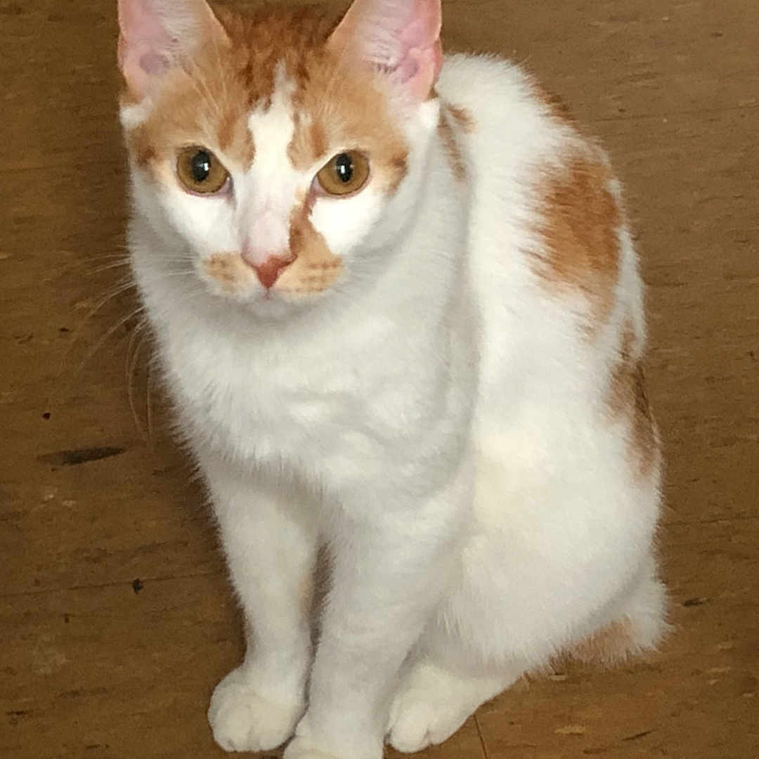 Mr. Whiskers joined the competition — help win amazing prizes! cat, white_cat, orange_spots, pet, animal, indoor, wooden_floor, sitting, looking, fur, whiskers, ears, eyes, cute, domestic_cat, feline, mammal, young_cat, attention, portrait