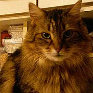 Falco participe au concours pour gagner de l'argent avec cette photo :