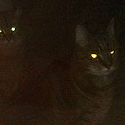 Voyou a rejoint le concours — aidez-le/la à gagner de superbes lots !