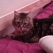 Falco participe au concours pour gagner de l'argent avec cette photo :