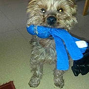 Choco participe au concours pour gagner de l'argent avec cette photo :