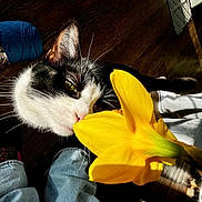 Biscuitz is registered to the contest to win money with this photo: cat, flower, yellow_flower, indoor, wooden_floor, sunlight, shadow, black_and_white_cat, curious, whiskers, green_eyes, yarn, jeans, feet, pet, close_up, nature, plant, home, relaxed