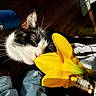 cat, flower, yellow_flower, indoor, wooden_floor, sunlight, shadow, black_and_white_cat, curious, whiskers, green_eyes, yarn, jeans, feet, pet, close_up, nature, plant, home, relaxed