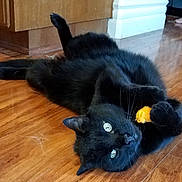 Tommy joined the competition — help win amazing prizes! animal, bare_feet, black_cat, cabinet, cat, claws, domestic, floor_reflection, fur, household, indoor, kitchen, looking, paws, pet, playful, relaxed, toy, whiskers, wooden_floor